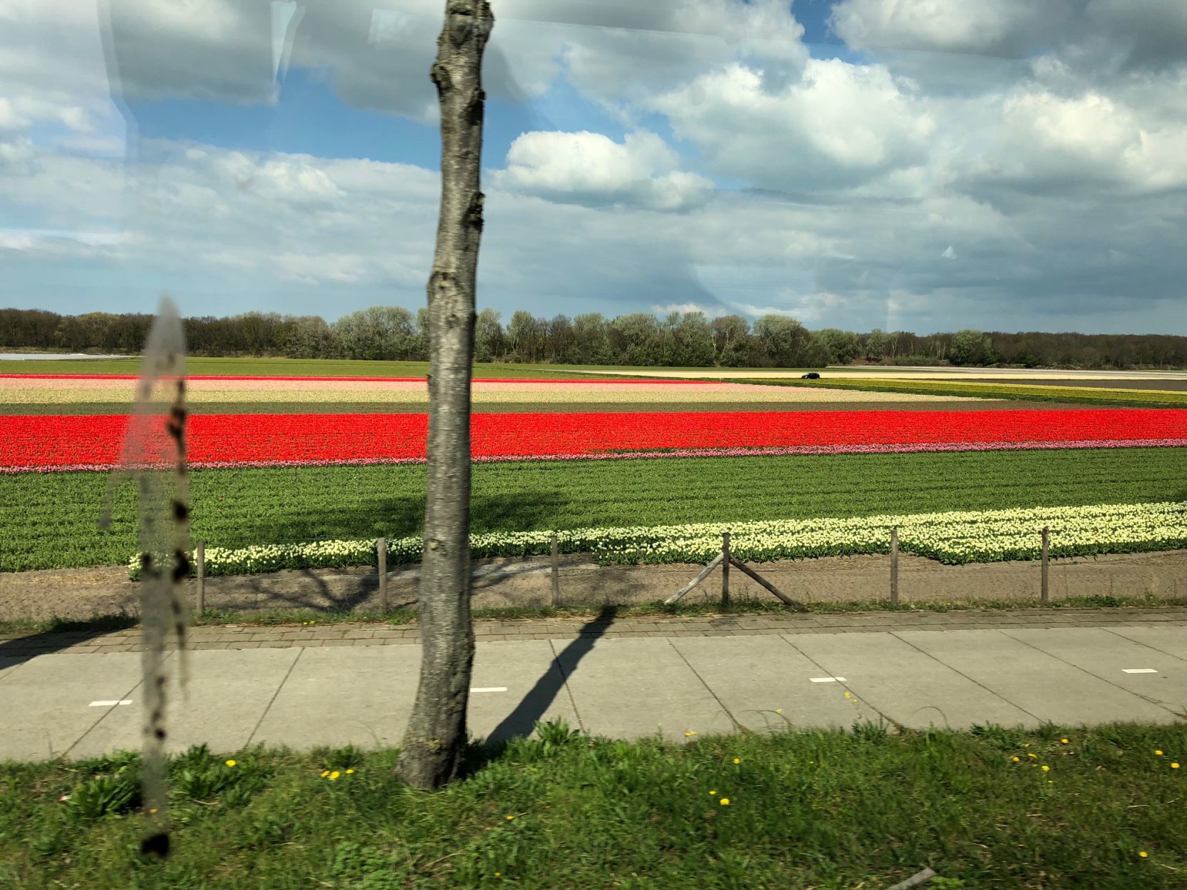 Field of tulips